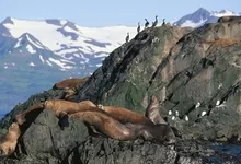 alaska seagulls sea lions 1920x1080 wallpaper Art HD Wallpaper